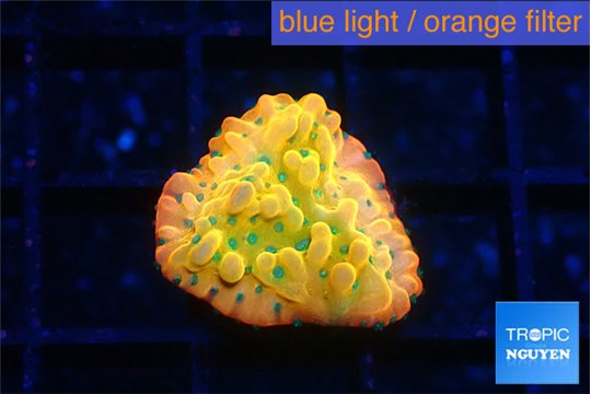 Montipora kaboom 1-2 cm WYSIWYG acclimaté