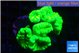Caulastrea neon green 6 polyps WYSIWYG acclimaté