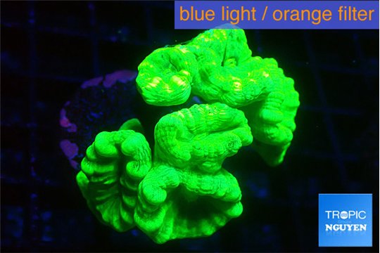Caulastrea neon green 6 polyps WYSIWYG acclimaté