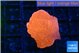 Montipora red cap 2-3 cm WYSIWYG acclimaté