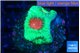 Favia red green monster 2-3 cm WYSIWYG acclimaté