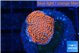 Montipora digitata bubble gum 2 cm WYSIWYG acclimaté