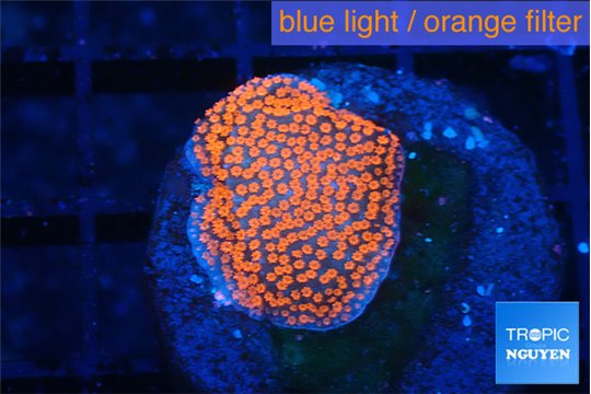 Montipora digitata bubble gum 2 cm WYSIWYG acclimaté