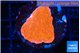 Montipora red cap 2-3 cm WYSIWYG acclimaté