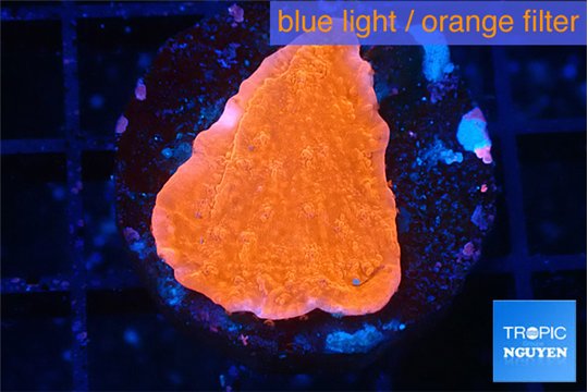 Montipora red cap 2-3 cm WYSIWYG acclimaté