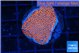 Montipora digitata bubble gum 2-3 cm WYSIWYG acclimaté