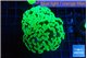 Euphyllia paraancora glow tip 4-7 cm WYSIWYG acclimaté