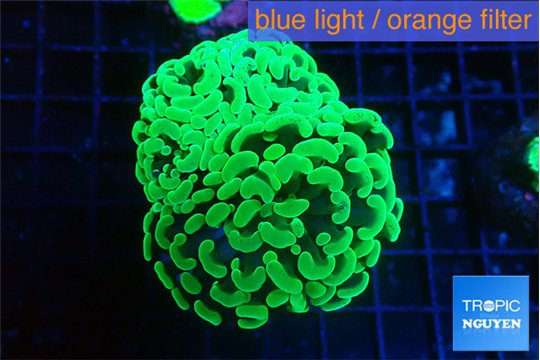 Euphyllia paraancora glow tip 4-7 cm WYSIWYG acclimaté