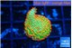 Montipora red fire forest 1-2 cm WYSIWYG acclimaté