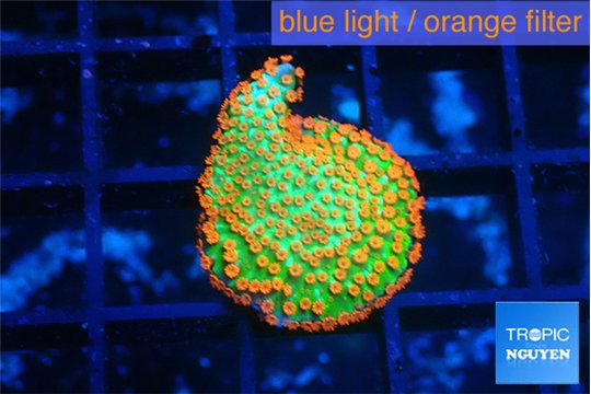 Montipora red fire forest 1-2 cm WYSIWYG acclimaté