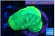 Favia green moon 2-4 cm WYSIWYG acclimaté