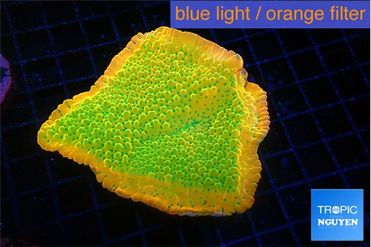 Montipora kungpao sunset phoenix 6-8 cm WYSIWYG acclimaté