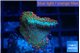 Montipora red fire forest 2 cm WYSIWYG acclimaté