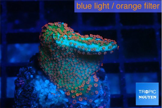 Montipora red fire forest 2 cm WYSIWYG acclimaté