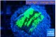 Merulina neon green petetin 2-3 cm WYSIWYG acclimaté