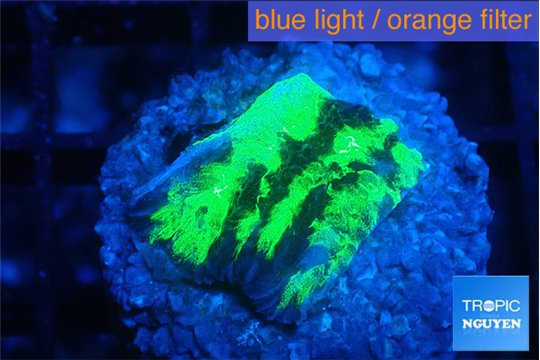 Merulina neon green petetin 2-3 cm WYSIWYG acclimaté
