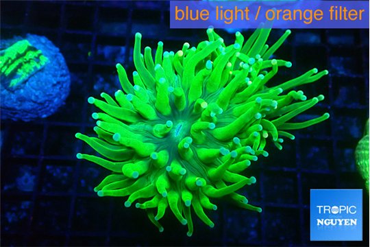 Euphyllia grabrescens ufo 5-8 cm WYSIWYG acclimaté