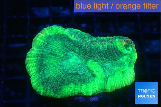 Favia green moon 2-4 cm WYSIWYG acclimaté