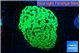 Euphyllia paraancora glow tip 4-7 cm WYSIWYG acclimaté