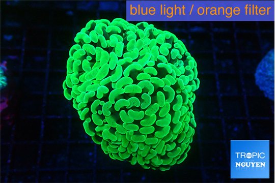 Euphyllia paraancora glow tip 4-7 cm WYSIWYG acclimaté