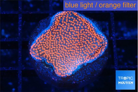 Montipora digitata bubble gum 2-3 cm WYSIWYG acclimaté