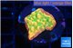 Montipora kungpao sunset phoenix 2-3 cm WYSIWYG acclimaté