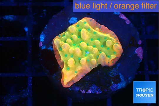 Montipora kungpao sunset phoenix 2-3 cm WYSIWYG acclimaté