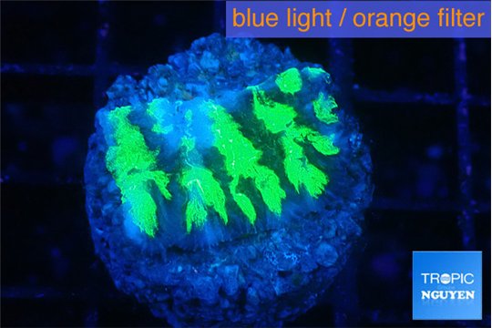Merulina neon green petetin 2 cm WYSIWYG acclimaté