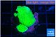 Montipora green cap 2-3 cm WYSIWYG acclimaté