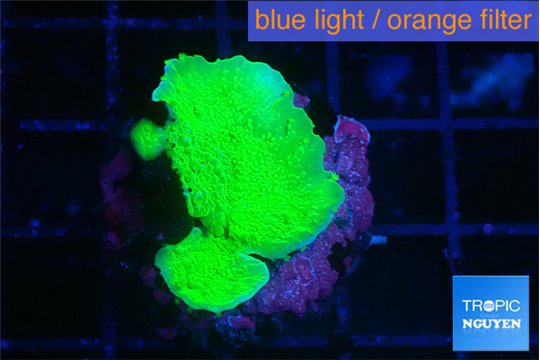 Montipora green cap 2-3 cm WYSIWYG acclimaté