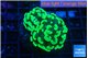Euphyllia paraancora glow tip 3-5 cm WYSIWYG acclimaté
