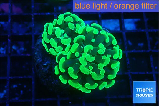 Euphyllia paraancora glow tip 3-5 cm WYSIWYG acclimaté