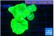 Caulastrea neon green 4-6 polyps WYSIWYG acclimaté