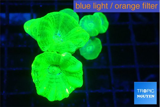 Caulastrea neon green 4-6 polyps WYSIWYG acclimaté