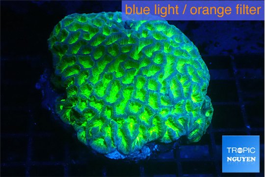 Platygyra neon 5-6 cm WYSIWYG acclimaté