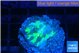 Merulina neon green petetin 2 cm WYSIWYG acclimaté