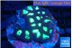 Favia purple green 5-7 cm WYSIWYG acclimaté