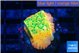 Montipora kungpao sunset phoenix 2 cm WYSIWYG acclimaté