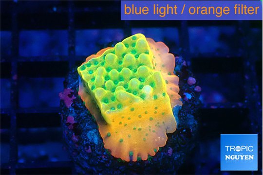 Montipora kungpao sunset phoenix 2 cm WYSIWYG acclimaté