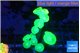 Caulastrea neon green 10-12 polyps WYSIWYG acclimaté