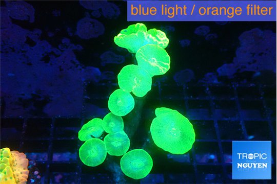 Caulastrea neon green 10-12 polyps WYSIWYG acclimaté
