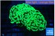 Euphyllia paraancora glow tip 5-8 cm WYSIWYG acclimaté