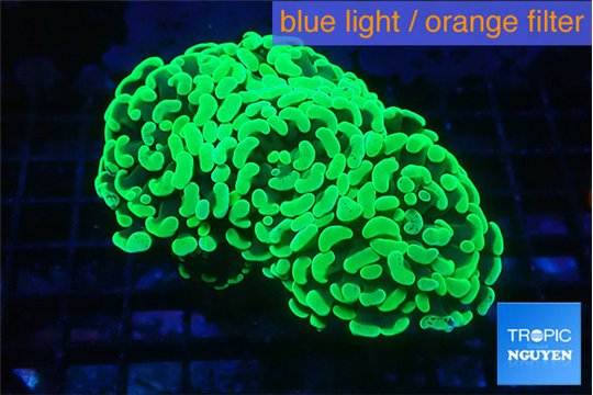 Euphyllia paraancora glow tip 5-8 cm WYSIWYG acclimaté