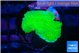 Montipora green cap 2-3 cm WYSIWYG acclimaté