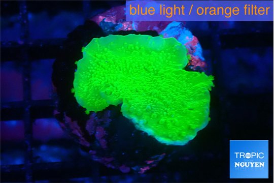 Montipora green cap 2-3 cm WYSIWYG acclimaté