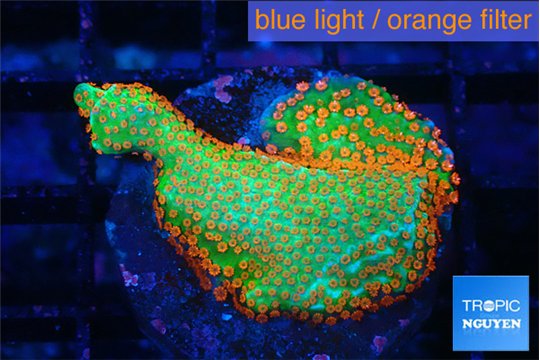 Montipora red fire forest 2-3 cm WYSIWYG acclimaté