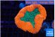 Lobophyllia red green premium 5-8 cm WYSIWYG acclimaté