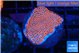 Montipora digitata bubble gum 2-3 cm WYSIWYG acclimaté