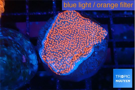 Montipora digitata bubble gum 2-3 cm WYSIWYG acclimaté