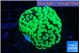 Euphyllia paraancora glow tip 3-6 cm WYSIWYG acclimaté